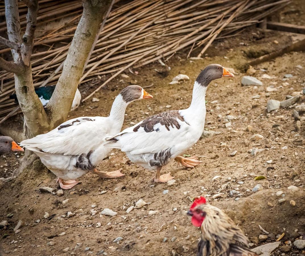 Kamihis Experience Farm stay Zaros
